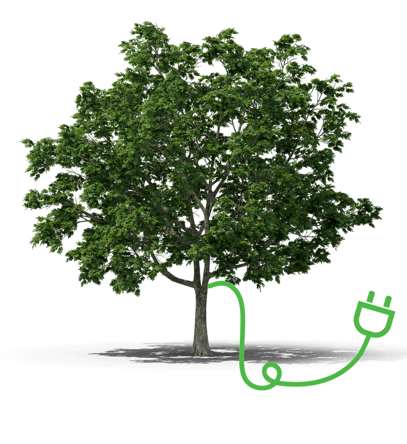 Norway-Maple-Tree.I11.2k_Stecker-00