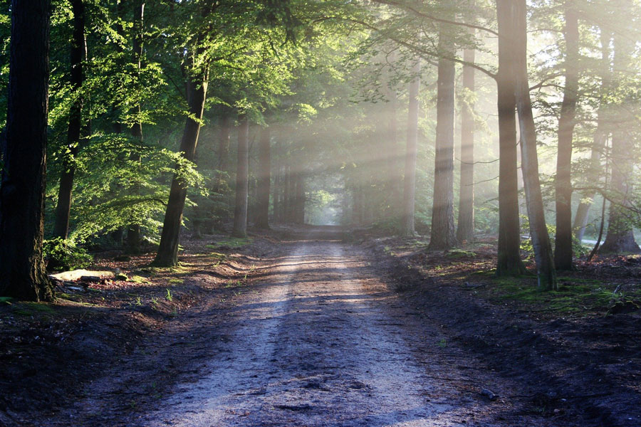 sonnendurchflutete Waldstraße Sonnendurchflutete Straße im Wald